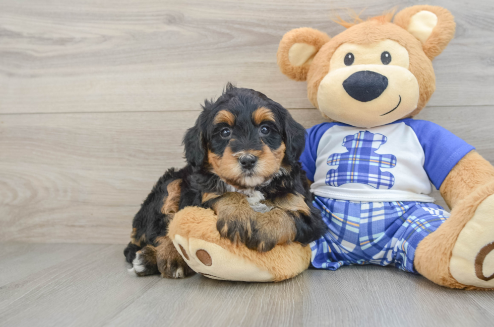 6 week old Mini Bernedoodle Puppy For Sale - Seaside Pups