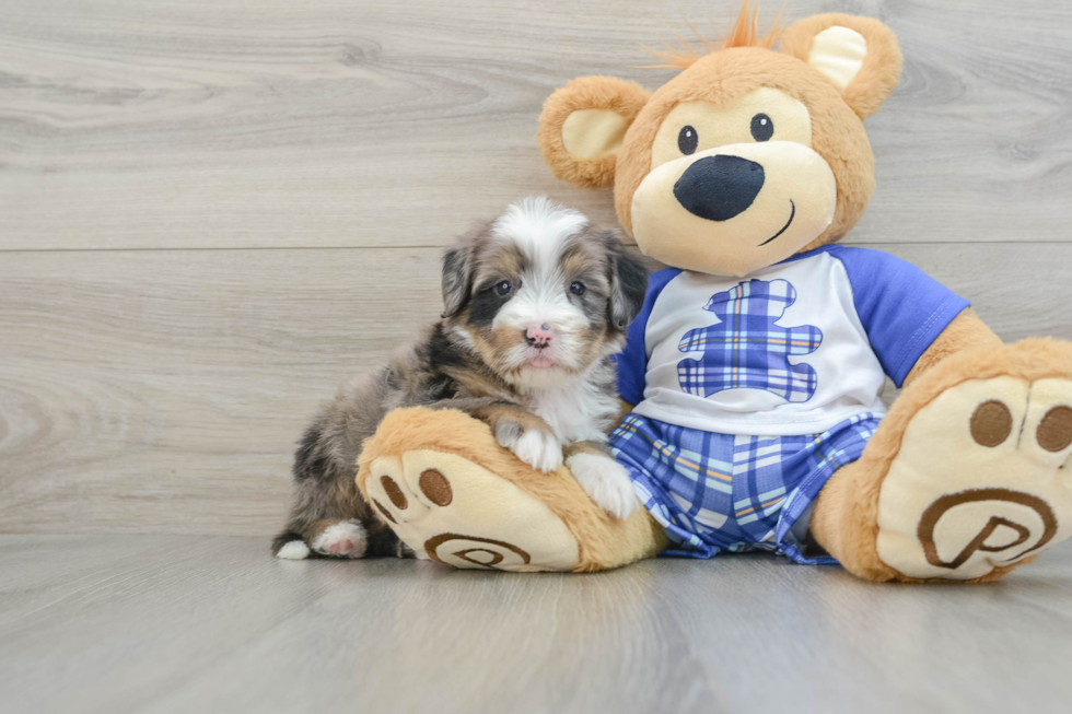 Mini Bernedoodle Pup Being Cute