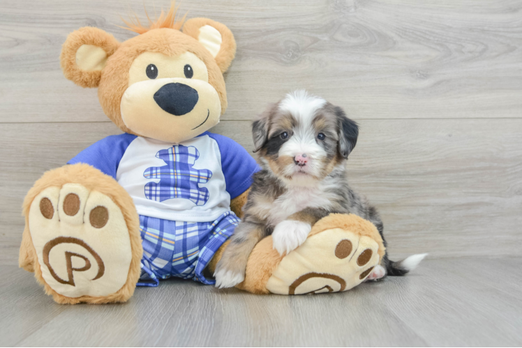 Happy Mini Bernedoodle Baby