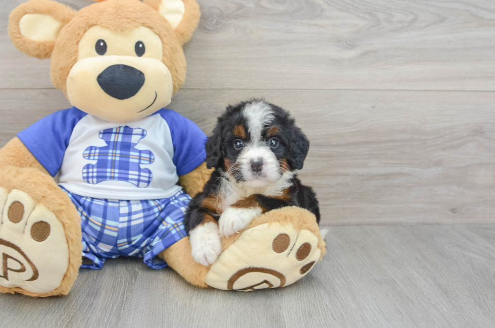 6 week old Mini Bernedoodle Puppy For Sale - Seaside Pups