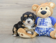 7 week old Mini Bernedoodle Puppy For Sale - Seaside Pups