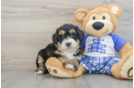 Cute Mini Bernedoodle Baby