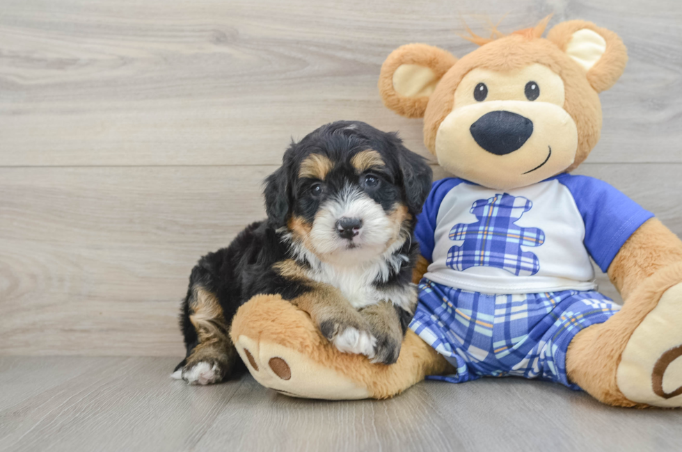 6 week old Mini Bernedoodle Puppy For Sale - Seaside Pups