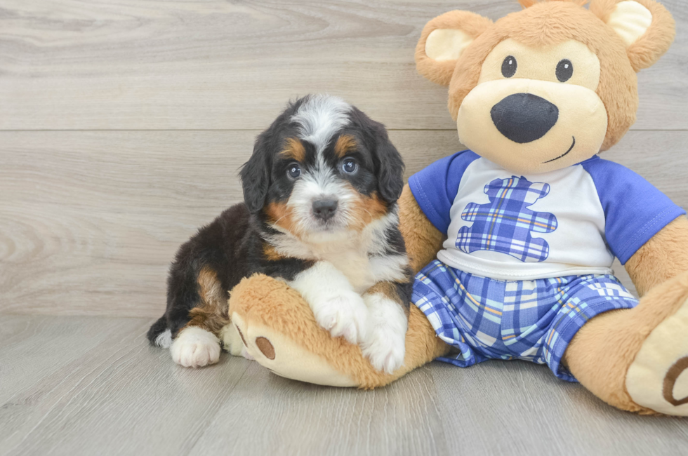 5 week old Mini Bernedoodle Puppy For Sale - Seaside Pups