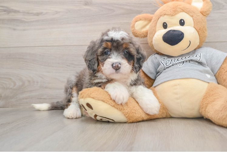 Best Mini Bernedoodle Baby