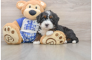 Best Mini Bernedoodle Baby