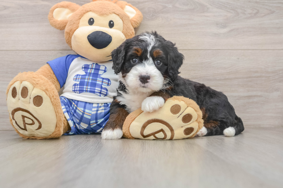 Best Mini Bernedoodle Baby
