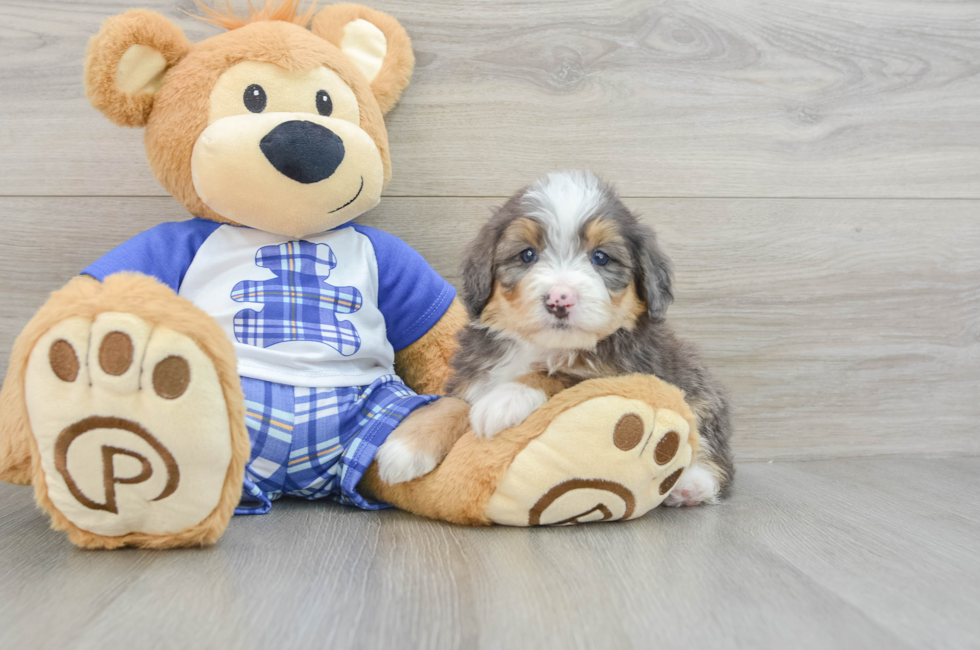 7 week old Mini Bernedoodle Puppy For Sale - Seaside Pups