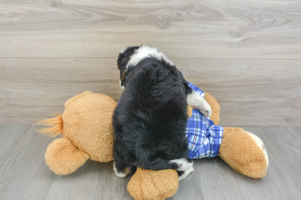 Happy Mini Bernedoodle Baby