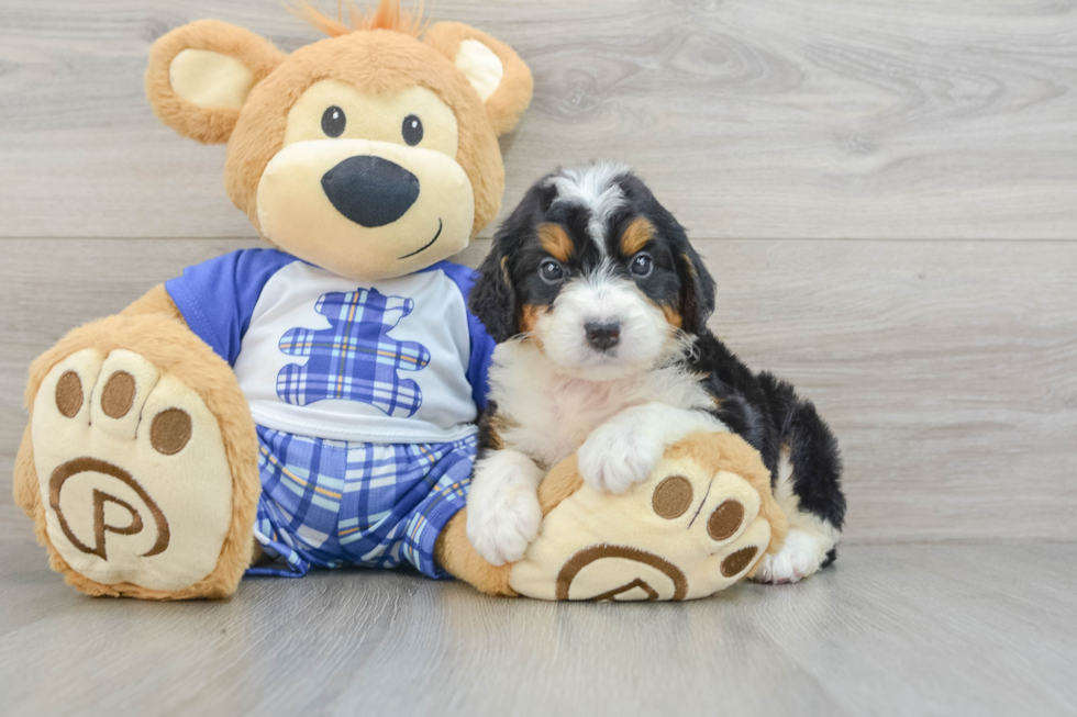 Mini Bernedoodle Pup Being Cute