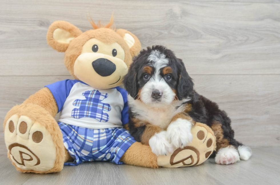 5 week old Mini Bernedoodle Puppy For Sale - Seaside Pups