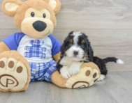 7 week old Mini Bernedoodle Puppy For Sale - Seaside Pups