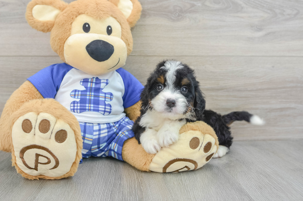 6 week old Mini Bernedoodle Puppy For Sale - Seaside Pups