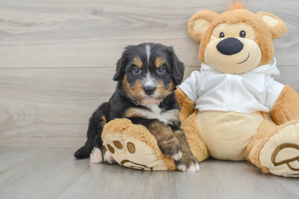 Mini Bernedoodle Pup Being Cute