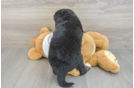 Mini Bernedoodle Pup Being Cute
