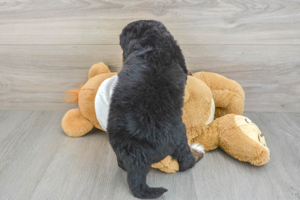 Mini Bernedoodle Pup Being Cute