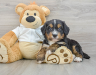 6 week old Mini Bernedoodle Puppy For Sale - Seaside Pups