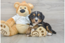 Happy Mini Bernedoodle Baby