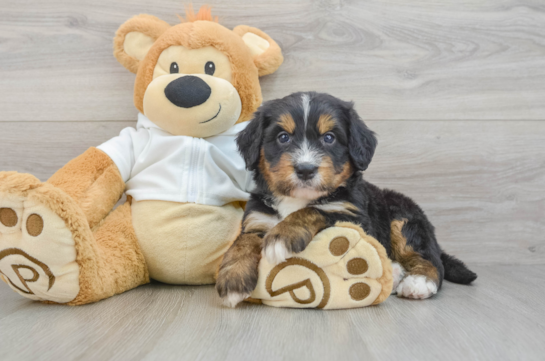 Happy Mini Bernedoodle Baby