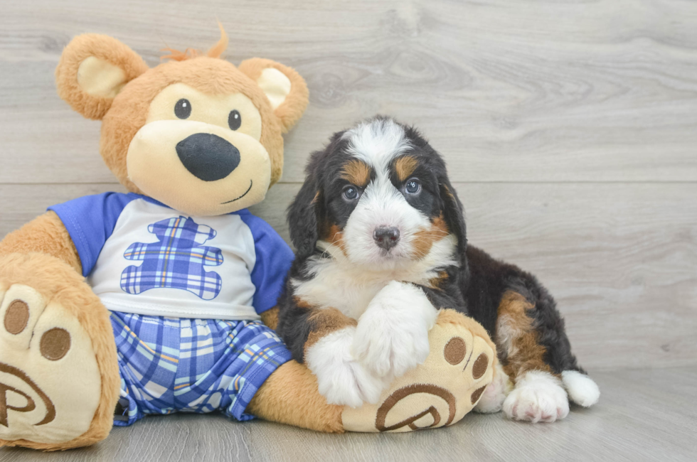 5 week old Mini Bernedoodle Puppy For Sale - Seaside Pups