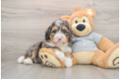 Smart Mini Bernedoodle Poodle Mix Pup