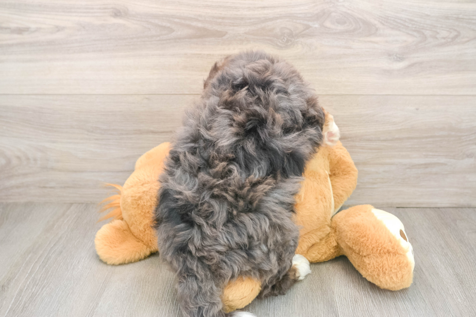 Best Mini Bernedoodle Baby