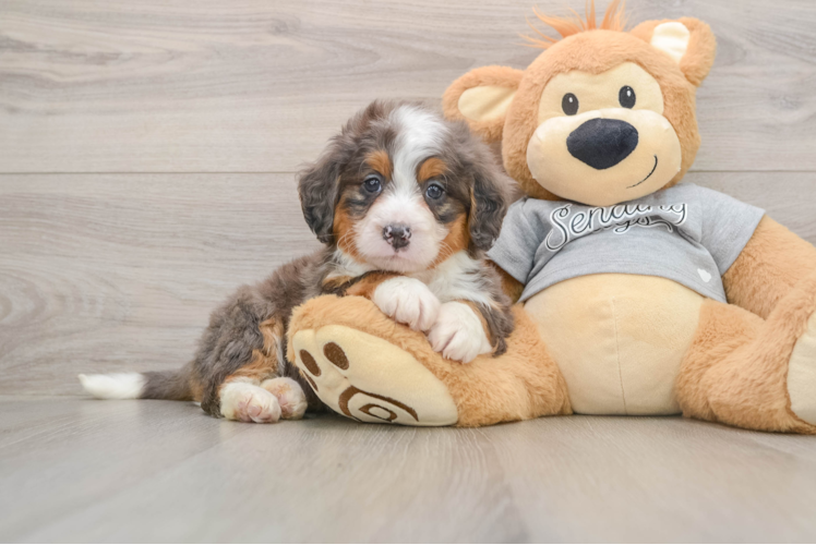 Mini Bernedoodle Puppy for Adoption