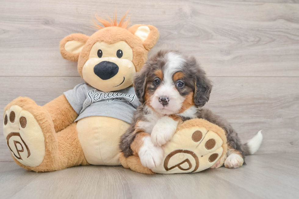 Funny Mini Bernedoodle Poodle Mix Pup