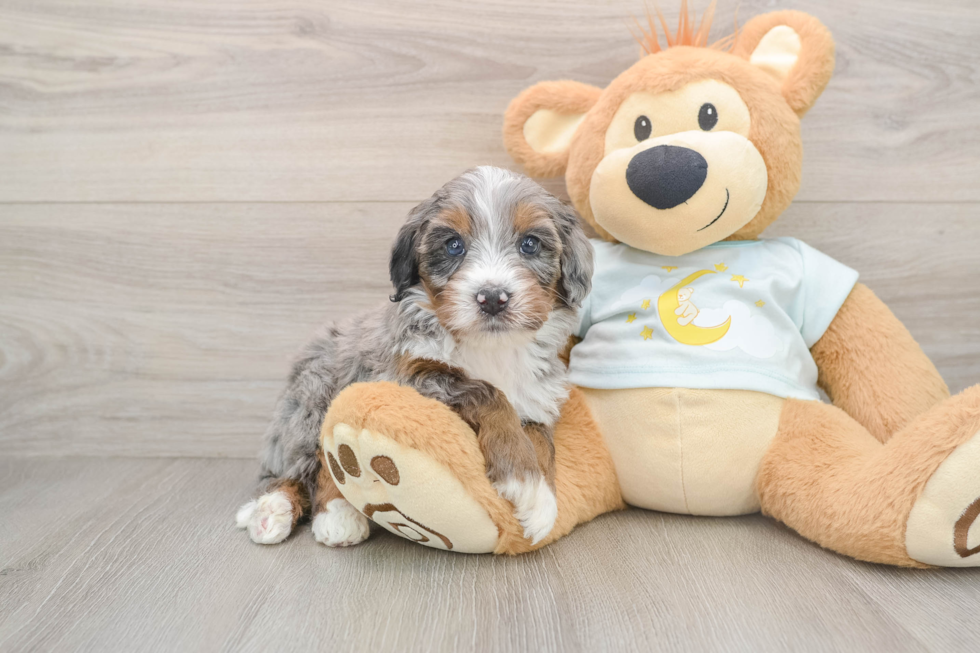 Playful Mini Bernesepoo Poodle Mix Puppy