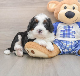 7 week old Mini Bernedoodle Puppy For Sale - Seaside Pups