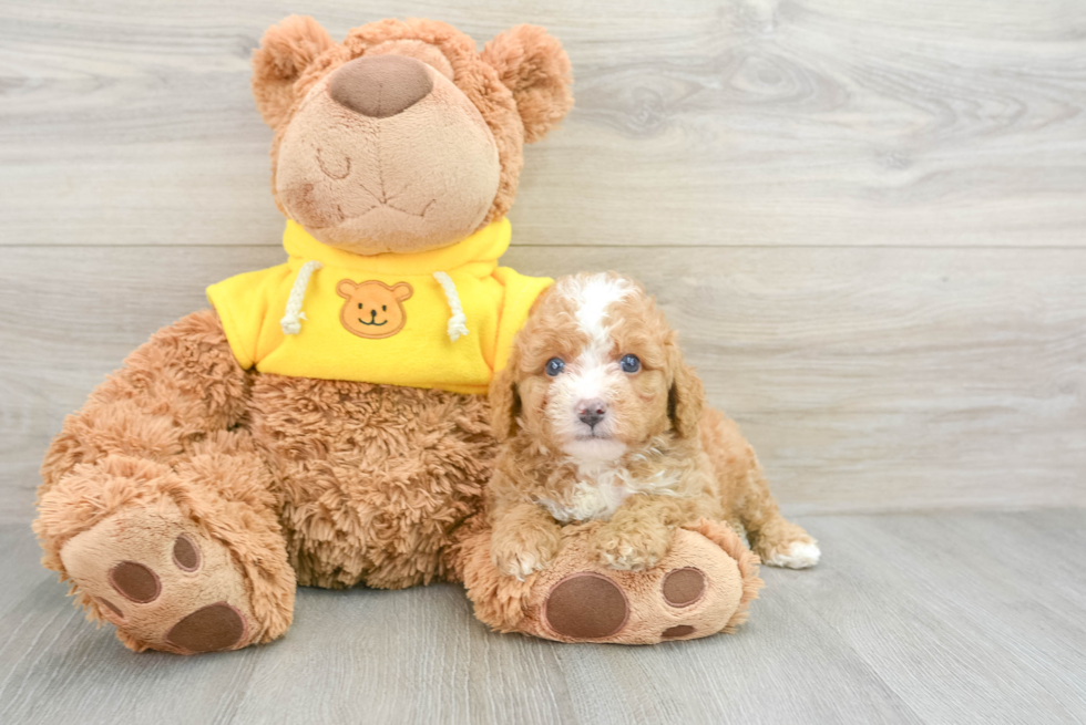 Small Mini Bernedoodle Baby