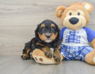 7 week old Mini Bernedoodle Puppy For Sale - Seaside Pups