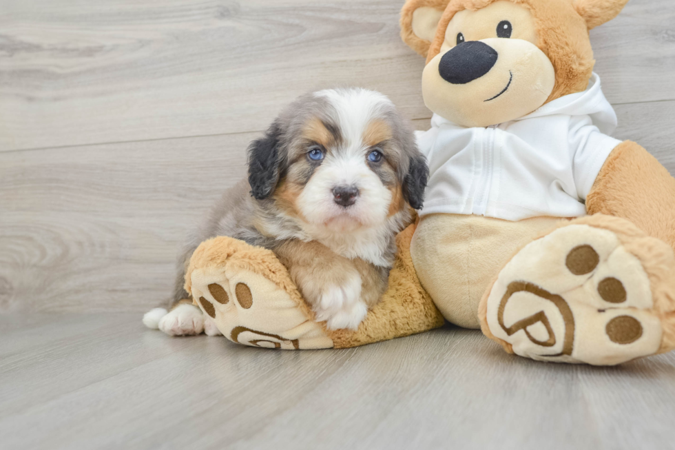Happy Mini Bernedoodle Baby