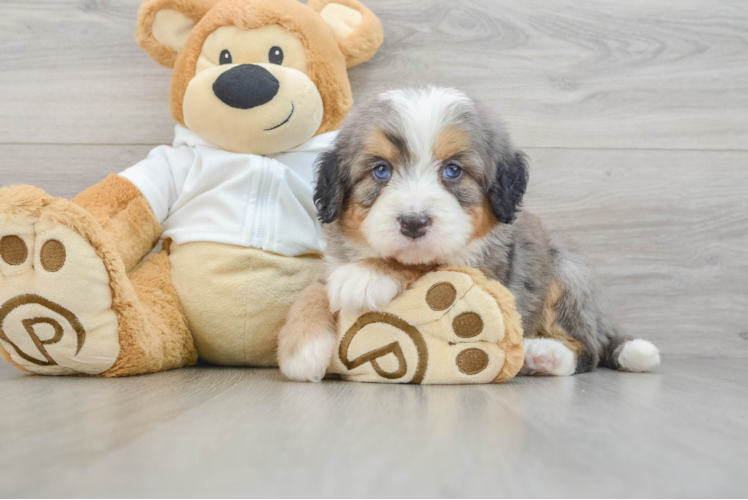 Best Mini Bernedoodle Baby