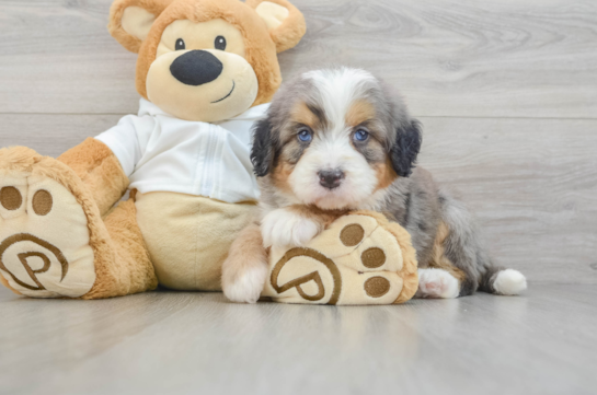 Best Mini Bernedoodle Baby