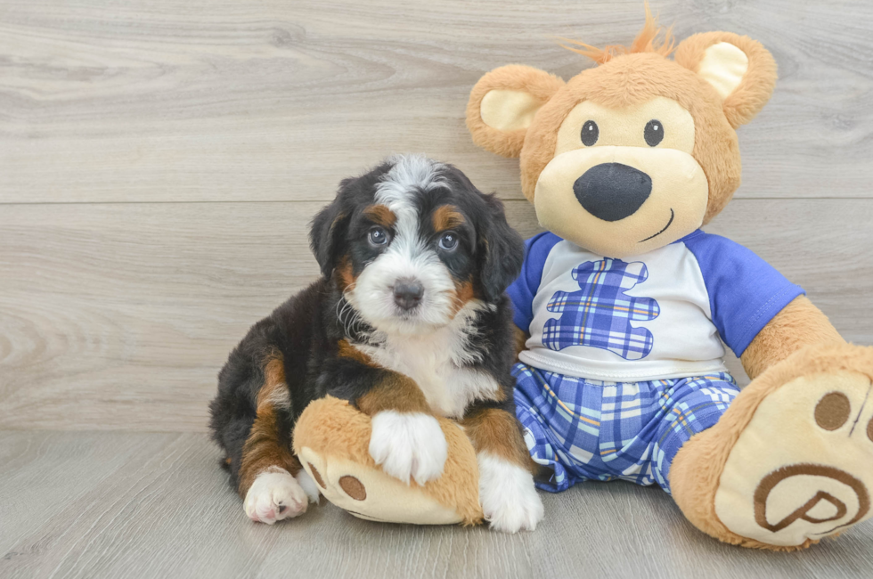 5 week old Mini Bernedoodle Puppy For Sale - Seaside Pups