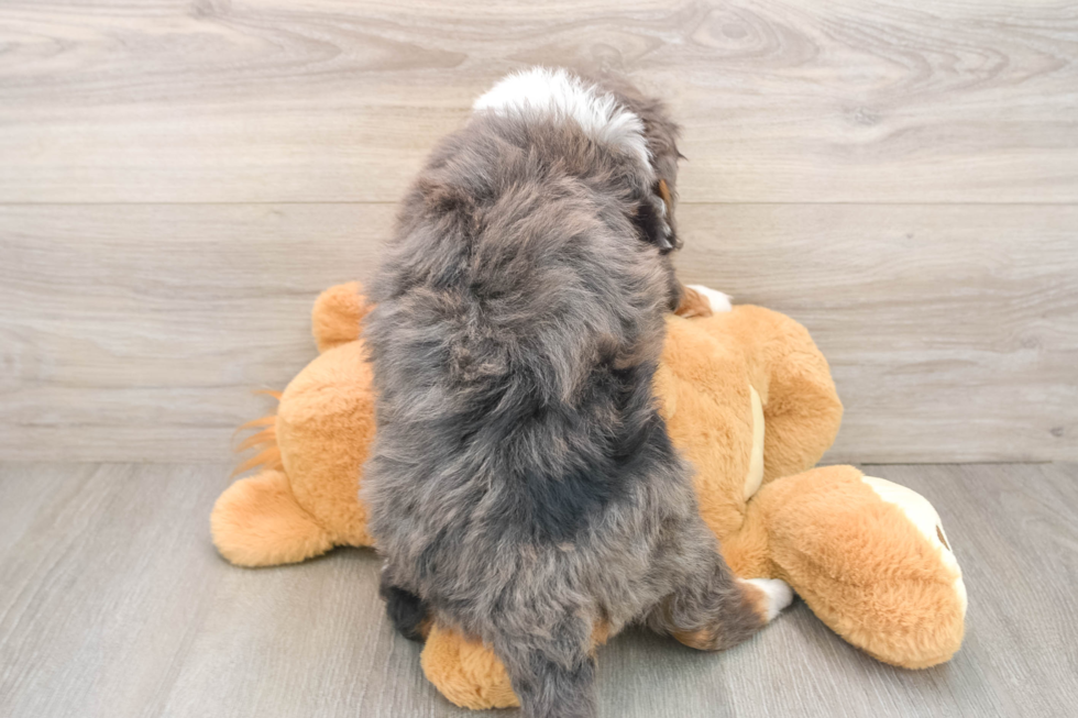 Best Mini Bernedoodle Baby
