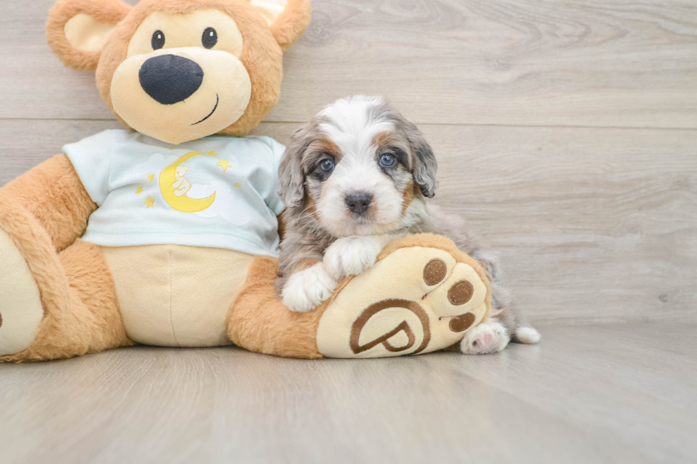 Mini Bernedoodle Pup Being Cute