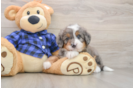 Mini Bernedoodle Puppy for Adoption