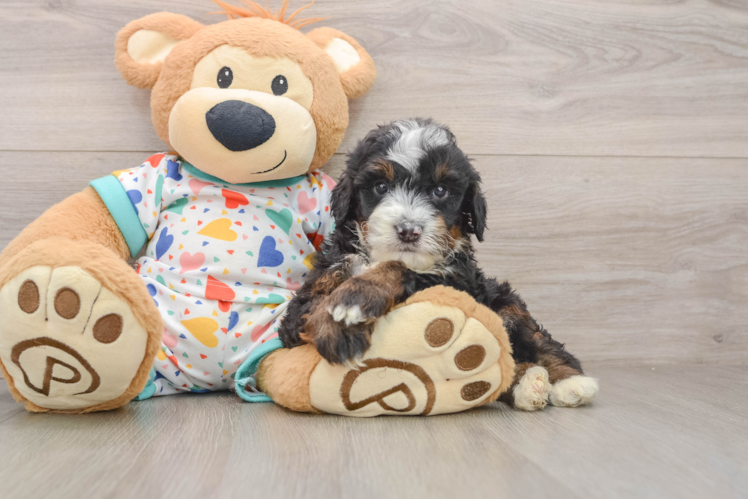 Smart Mini Bernedoodle Poodle Mix Pup