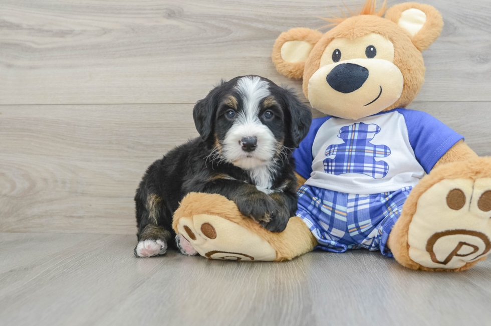 7 week old Mini Bernedoodle Puppy For Sale - Seaside Pups