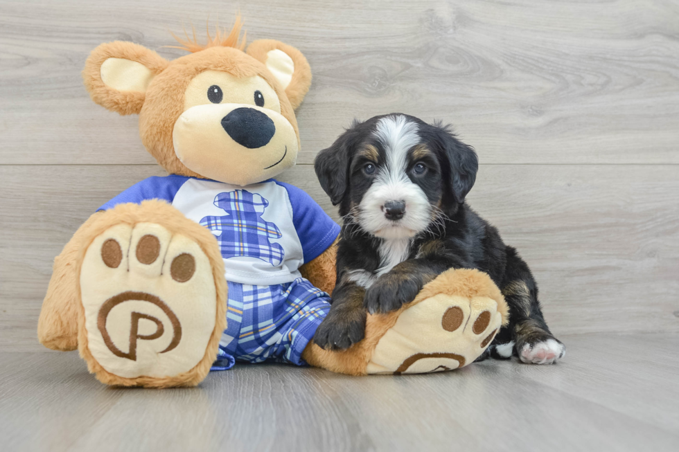 Smart Mini Bernedoodle Poodle Mix Pup