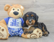 7 week old Mini Bernedoodle Puppy For Sale - Seaside Pups