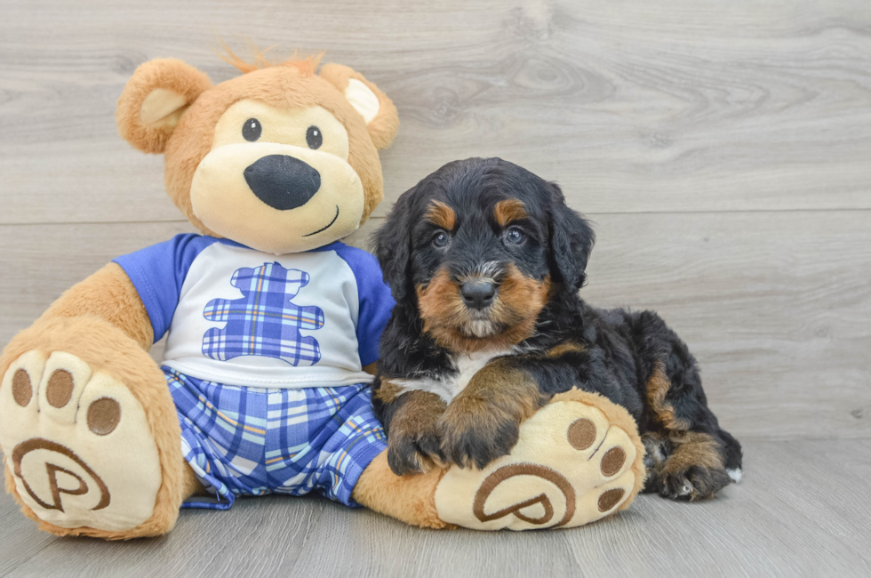 6 week old Mini Bernedoodle Puppy For Sale - Seaside Pups