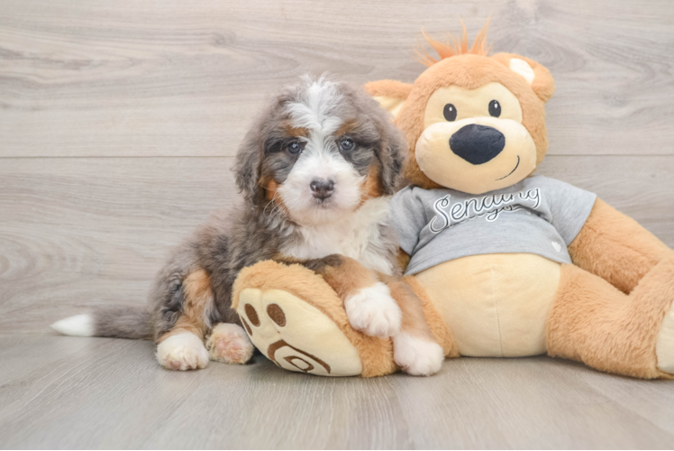 Best Mini Bernedoodle Baby