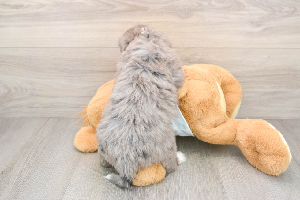 Mini Bernedoodle Puppy for Adoption