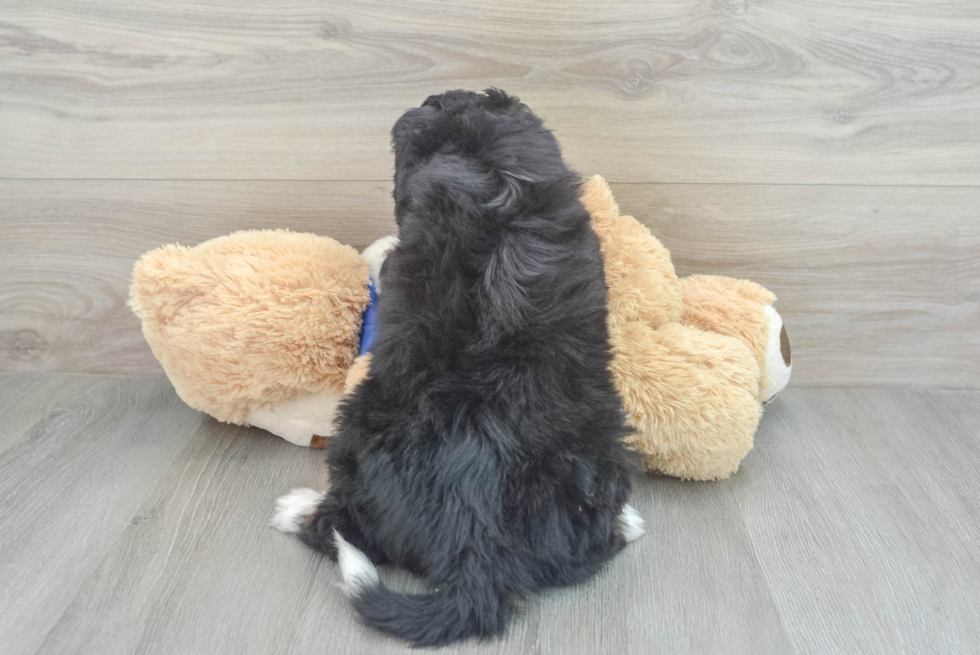 Sweet Mini Bernedoodle Baby