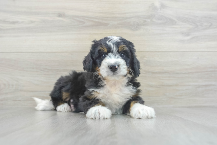 Happy Mini Bernedoodle Baby