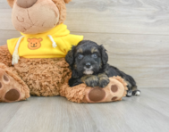 6 week old Mini Bernedoodle Puppy For Sale - Seaside Pups