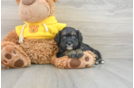 Happy Mini Bernedoodle Baby